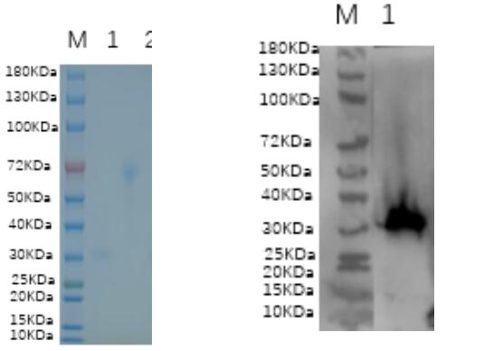 1. STAT2<br />2. BSA